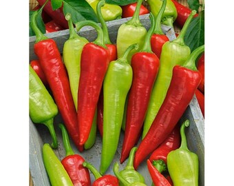 20+ Heirloom Sweet Banana Pepper Seeds non-gmo Fast Shipping