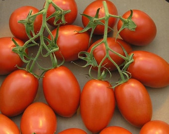 Roma tomato heirloom seeds garden organically grown in Florida