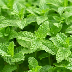 Spearmint seeds shipped to your door from Florida!