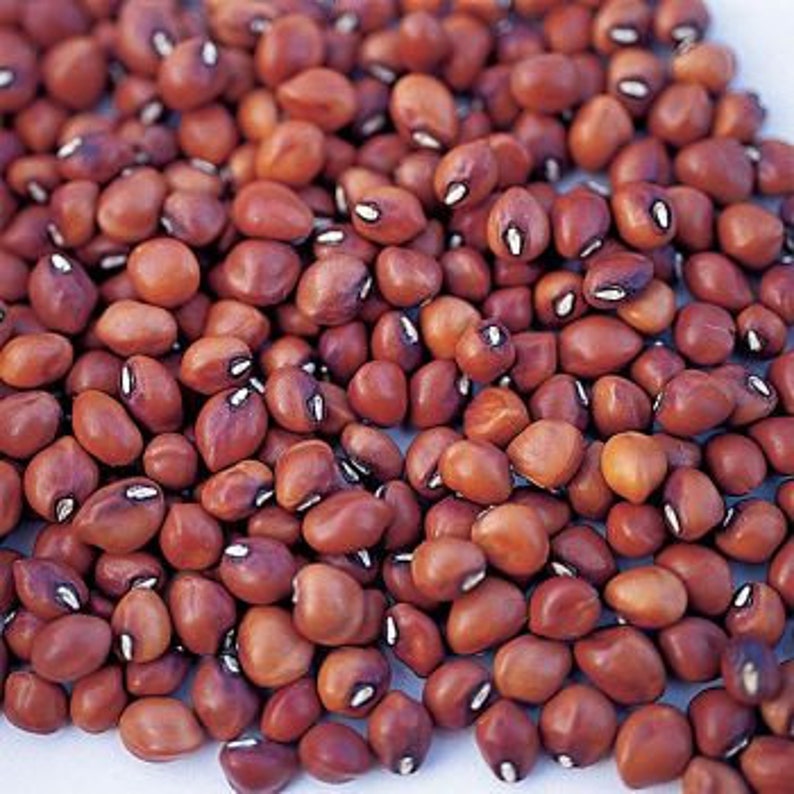 50 Dimpled Brown Crowder CowPea Seeds Hand Selected Etsy