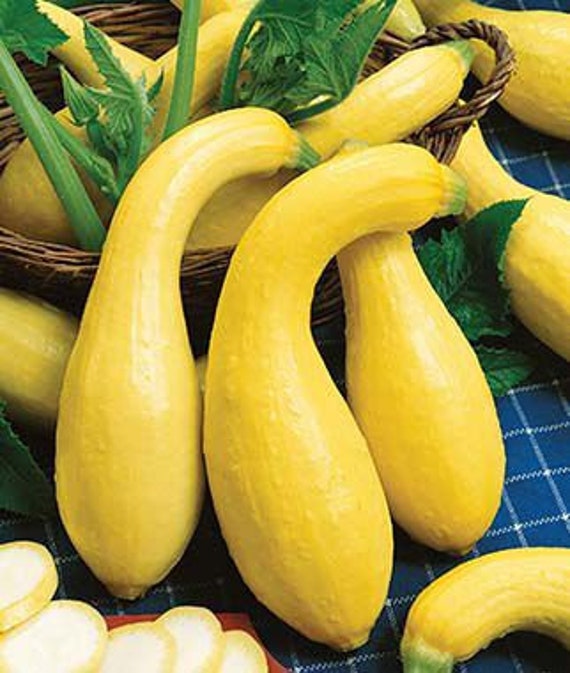 Heirloom Crookneck Yellow Squash Seeds From Tennessee Etsy