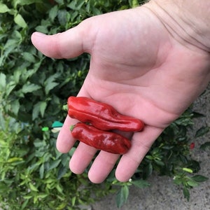 Heirloom Shishito Pepper Seeds Organically Grown in Florida
