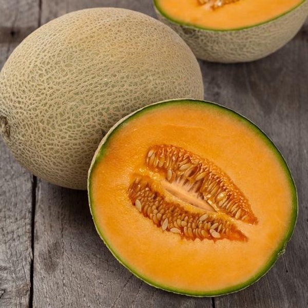 Hales Best Cantaloupe Heirloom from Florida powdery mildew Resistant