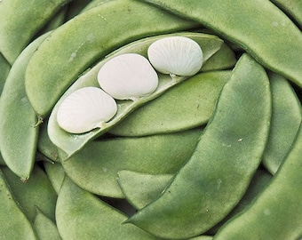 Green baby Lima bean seeds