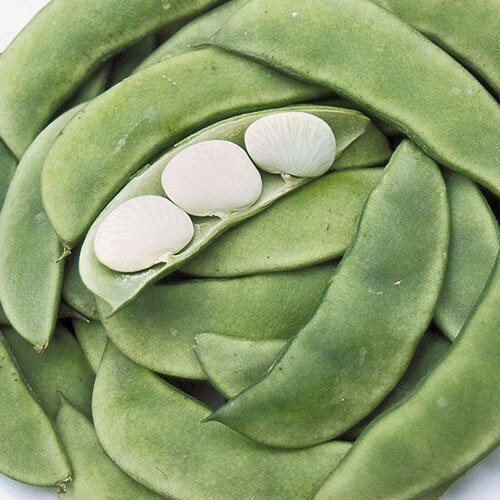 Green baby Lima bean seeds from Tennessee