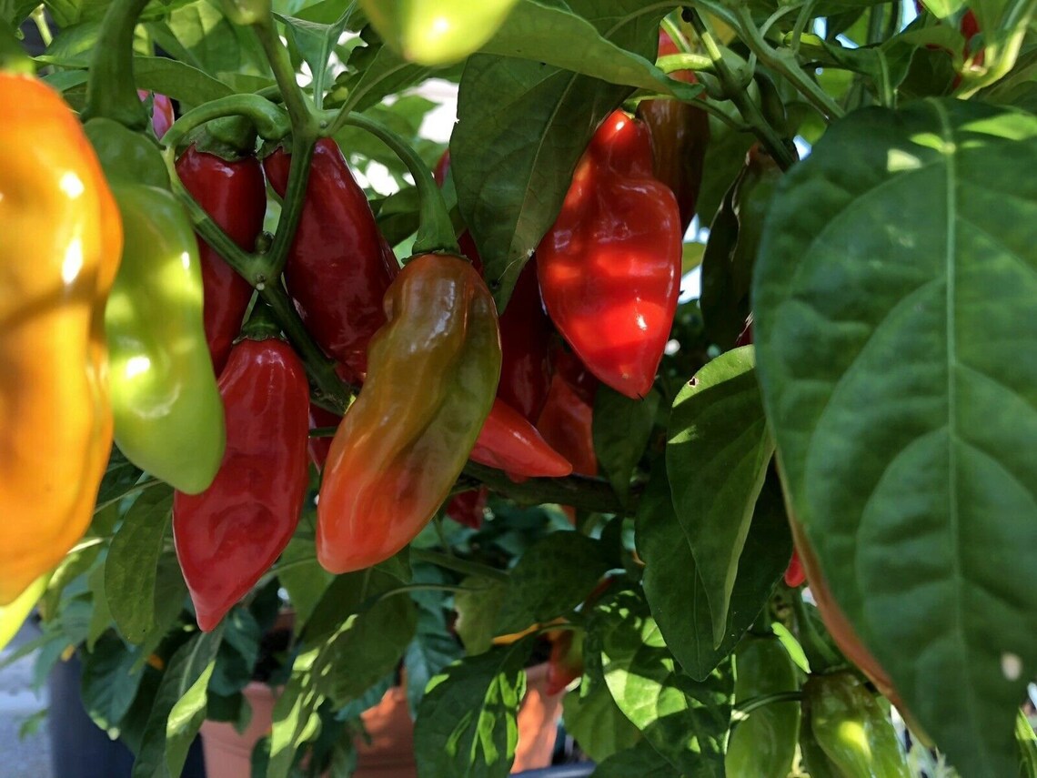 Heirloom Trinidad Pimento Pepper Seeds Organically Grown in Etsy