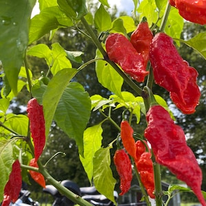 Bhut Jolokia Ghost Pepper Seeds Worlds Hottest Pepper Grown in Florida