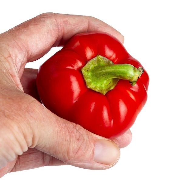 Alma Paprika Pepper Seeds from Florida Fast Shipping