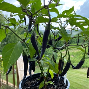Heirloom Purple cayenne pepper seeds organically grown in Florida