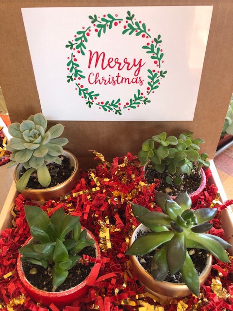 Merry Christmas Custom Christmas Gift Live Plant Gift for