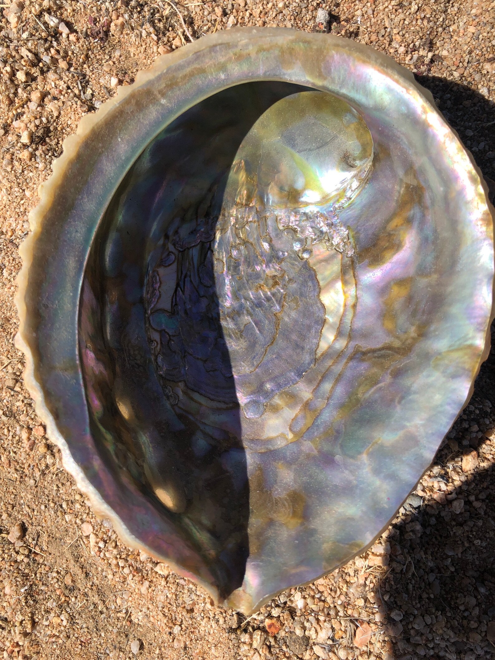 Vintage 1970s Abalone Shell Serving Dish Etsy