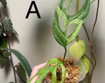 Monstera Adansonii Mint Variegated aka Indonesia Mint