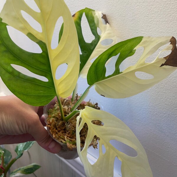Monstera Adansonii Albo Variegated Rare Aroid Collector House Plant