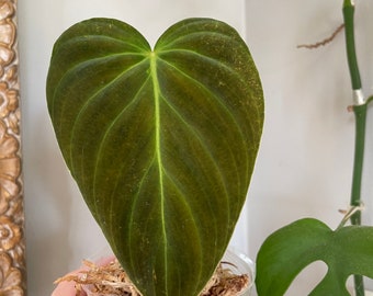 Philodendron Splendid