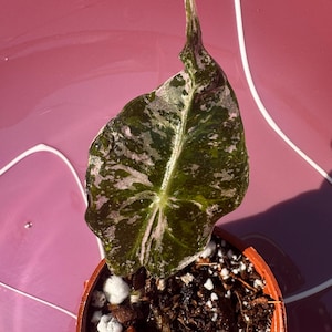 Variegated Alocasia Polly Pink