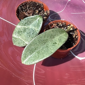 Hoya Gray Ghost Collector Houseplant