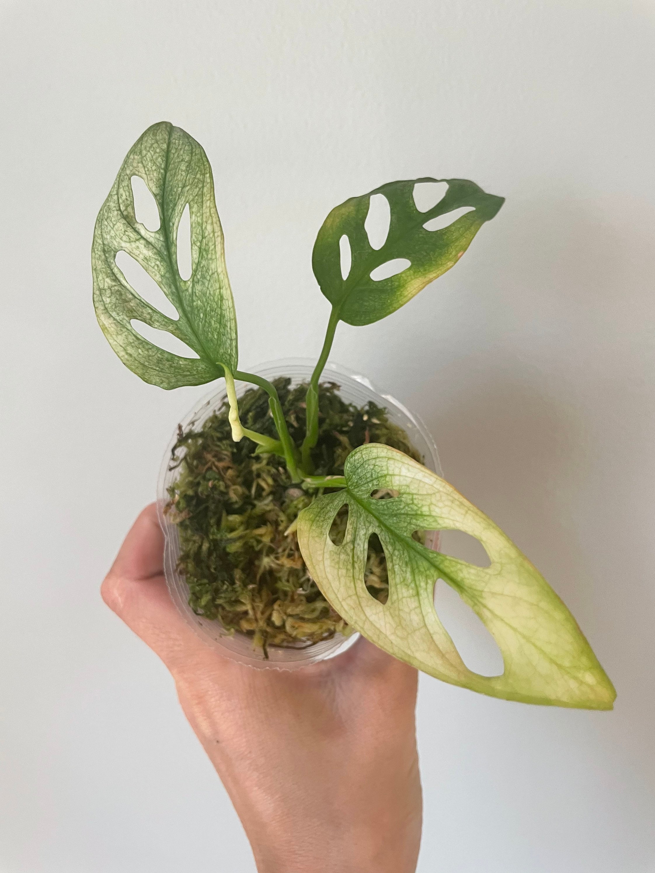 constellation monstera Monstera Thai Constellation 12cm – Jungle Story main image 0