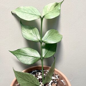 Hoya Polyneura Silver Broget Rooted Trailing Very Rare Fishtail