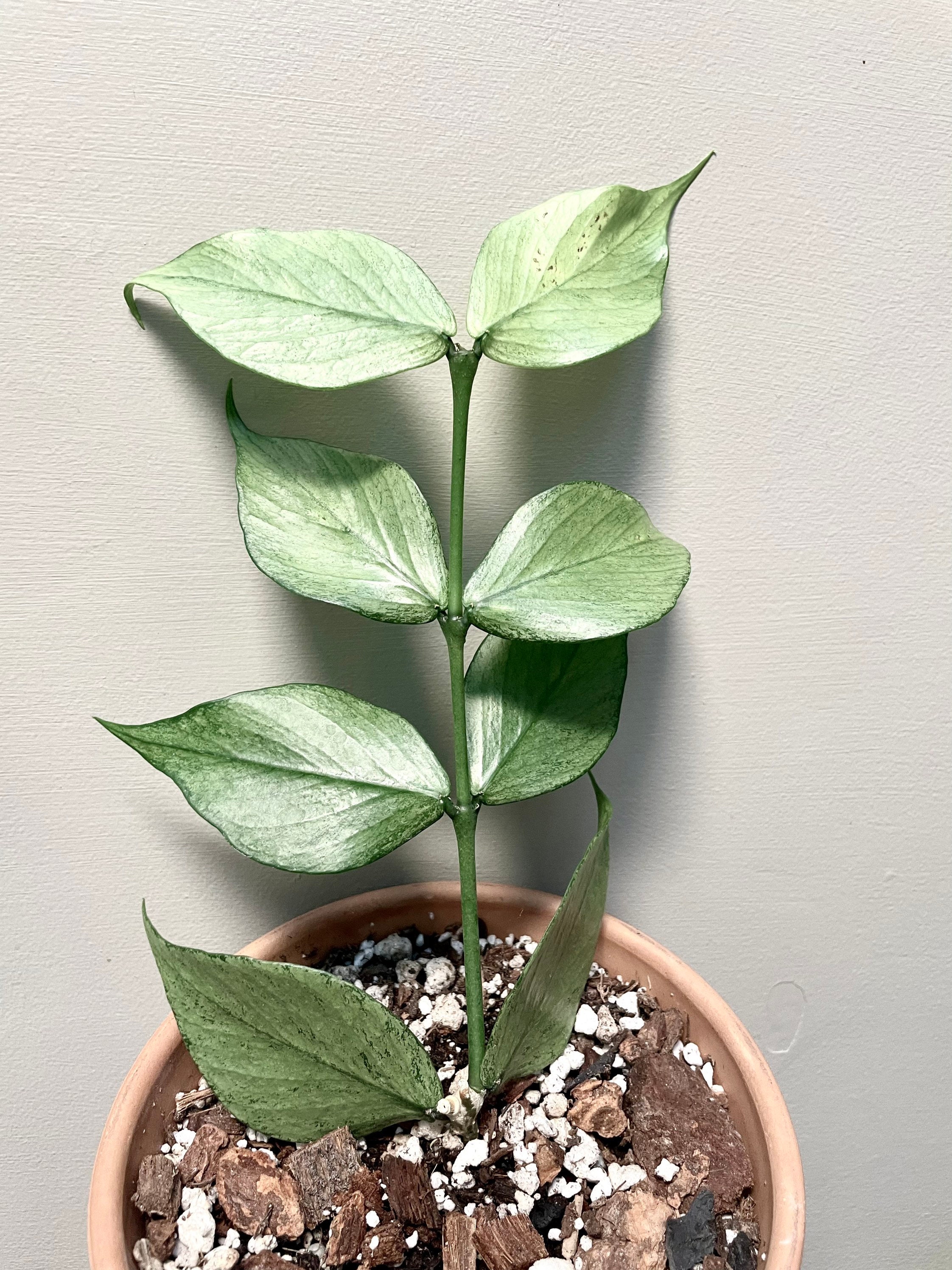 Hoya Polyneura Silver Broget Rooted Trailing Very Rare