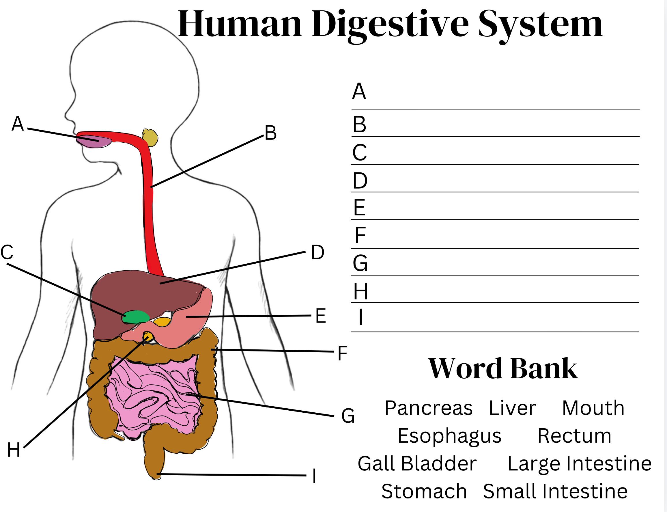 Human Body Diagrams Science Worksheets Elementary Diagrams Fourth Grade