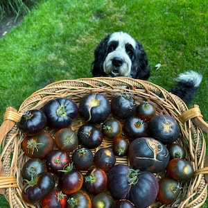 Indigo Blue Chocolate Tomato Seeds with Illustrated Sticker!--Non-GMO & Rare-Great for a gothic garden!: Chronic Hope Creations