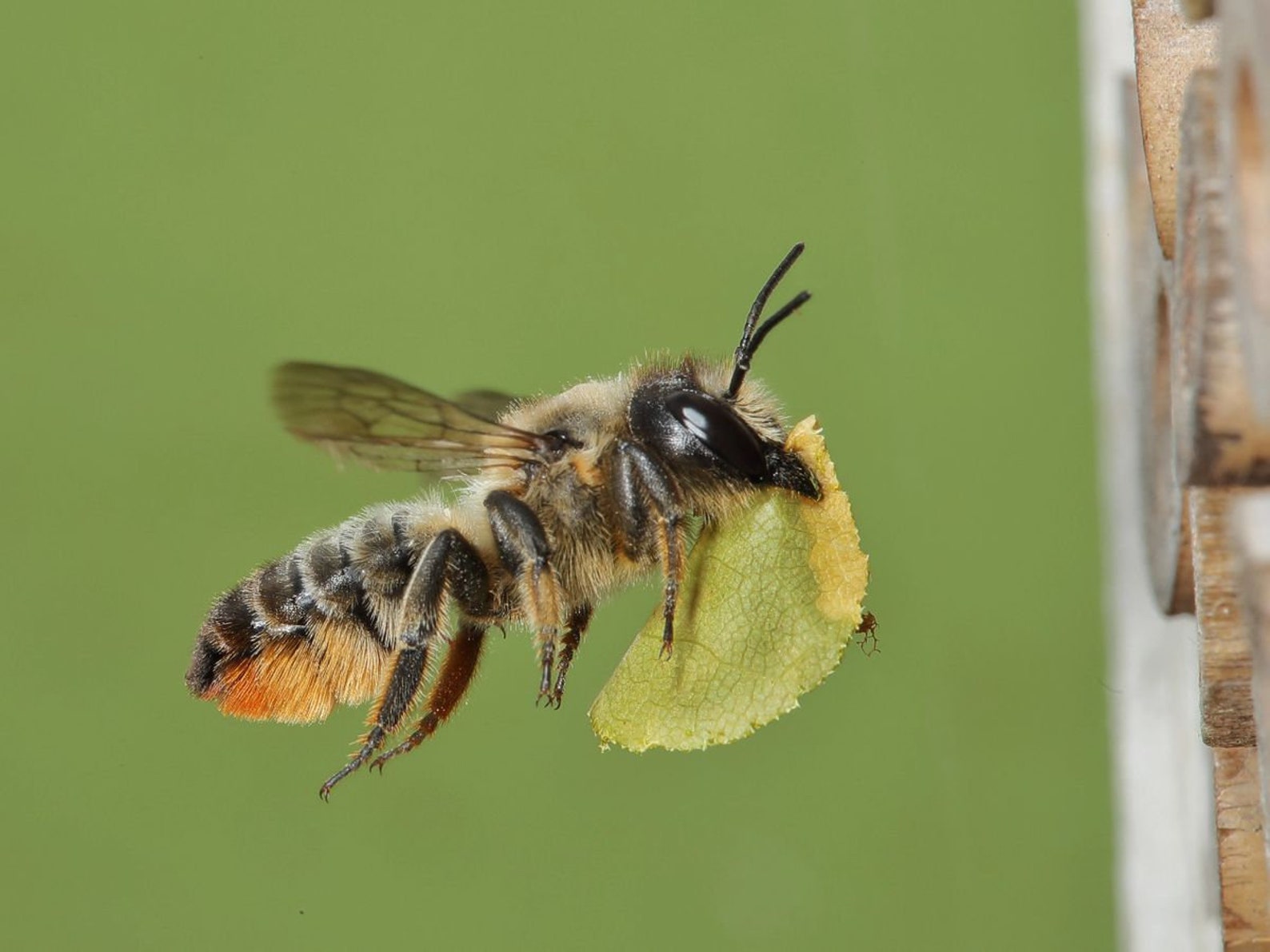Leafcutter bee cocoons 200 ct. loose cell. Raised exclusively Etsy
