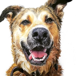 Hand Drawn Pet Portrait from Photo, Custom Dog Portrait, Personalized Pet Memorial Gift, Watercolor Pencil Pet Art