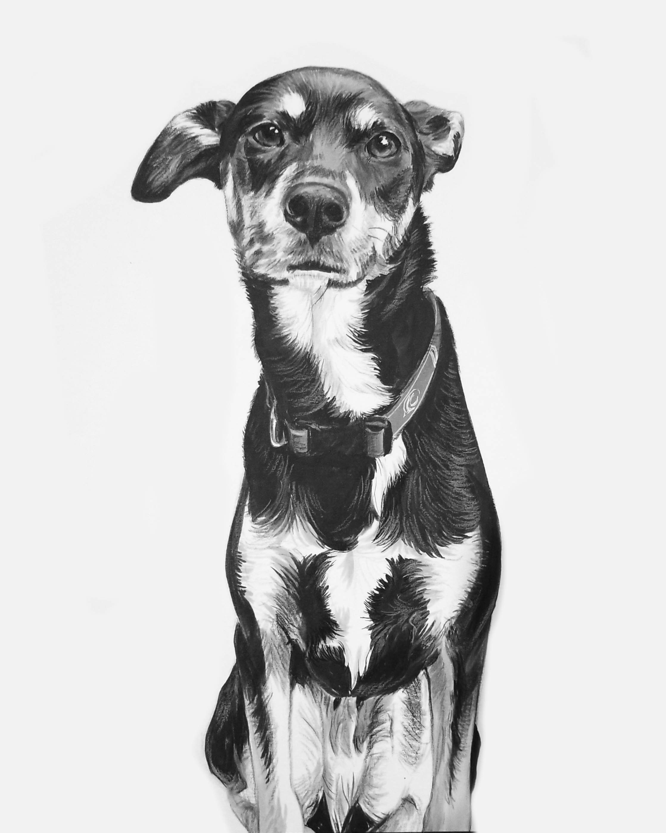 Dog portrait illustration Hand sketch Pet portrait sketch Etsy