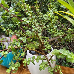 May include: A white ceramic mug with a black handle and the text "But First, Coffee" in a bold, black font. The mug is set against a blurred background, highlighting its clean design.