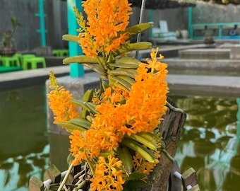 Ascocentrum miniatum orchid seedlings - hoả hoàng cam cây con