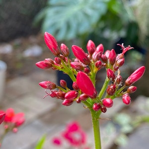 May include: Close-up of a cluster of bright pink flower buds on a green stem. The buds are tightly closed and have a smooth, glossy texture.