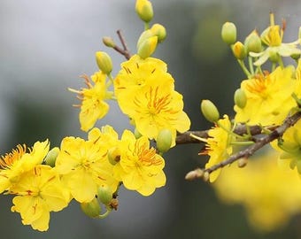 Mai vàng Việt Nam