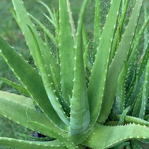 May include: An aloe vera plant featuring multiple long, pointed, succulent green leaves that radiate from a central base. The leaves have serrated edges with small, soft spines and display a variegated pattern of light green spots on the surface.