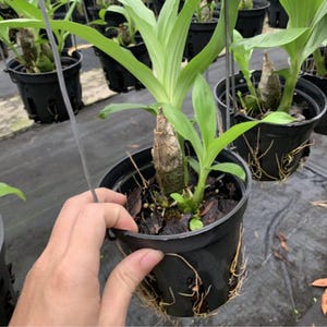 May include: A green orchid plant with long leaves and a central pseudobulb growing in a black plastic hanging pot. The pot features drainage slots along the sides, with light-colored roots visible protruding through the bottom and side openings.