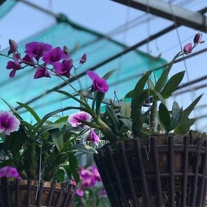 May include: Two hanging baskets made of dark brown plastic slats containing orchid plants. The orchids feature vibrant purple and white petals on slender green stems with long, pointed leaves. The plants are suspended by thin metal wires.