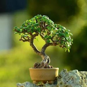 May include: A small bonsai tree with a thick, textured, light brown trunk and dense, vibrant green leaves. The tree is planted in a simple, round, light tan ceramic pot with three small feet, showcasing a balanced and natural aesthetic.