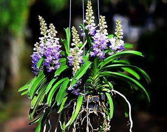 Lan rừng Hải Yến - Vanda coelestis orchids seedlings