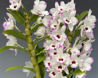 Dendrobium Nobile - White Lavender Lip