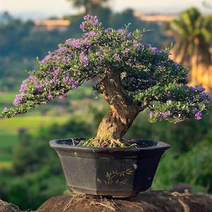 May include: A bonsai tree with a thick, textured brown trunk and small green leaves, featuring numerous small purple flowers. The tree is planted in a dark, hexagonal ceramic pot with a subtle gold-colored decorative pattern on the side.