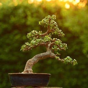 May include: A Portulacaria afra bonsai tree with a thick, textured, light brown trunk and multiple branches extending outward. The tree features small, rounded, succulent green leaves and is planted in a dark, oval-shaped ceramic pot.