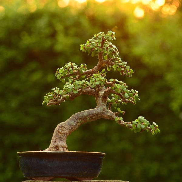 Bonsaï « Elephant Bush », « Jade miniature » ou « Jade nain » en pot de 7,5 cm, idéal pour débutants