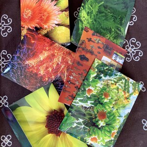 May include: A set of six colorful postcards featuring various nature scenes. The postcards include a close-up of a red and orange flower, a green fern, a fiery red and blue abstract design, a collection of crosses on a red background, a close-up of a green cactus with orange flowers, and a yellow sunflower.