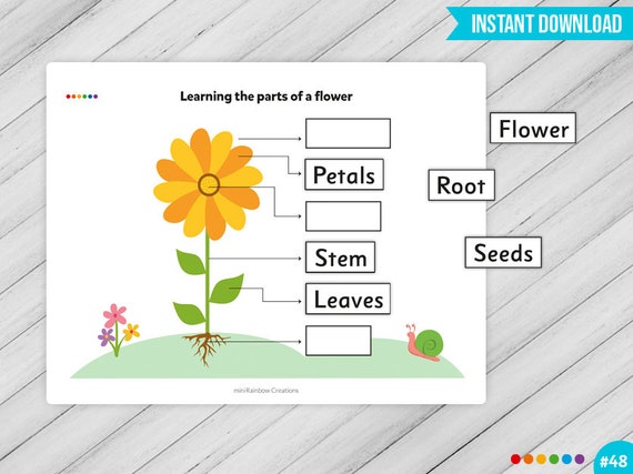 Learn the Parts of a Flower Worksheet Science Worksheet Busy