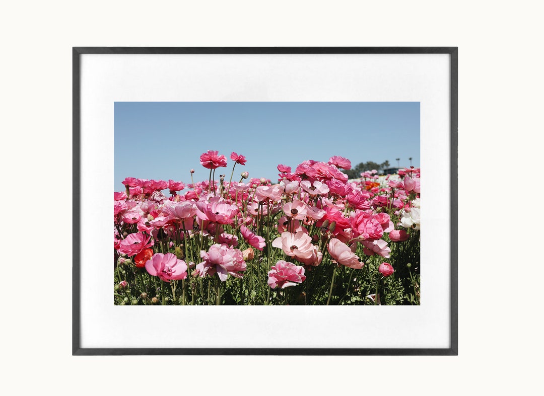 Pink Ranunculus Landscape Pink Ranunculus | Landscape Print | Downloadable Prints | Printable ...