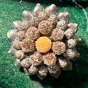 stunning Czech brooch