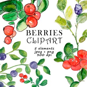 Berries Watercolor Clipart, Lingonberries & Blueberries images, Forest Bouquet, Red Blue Berries, Autumn colors, Hand Drawn DIY elements
