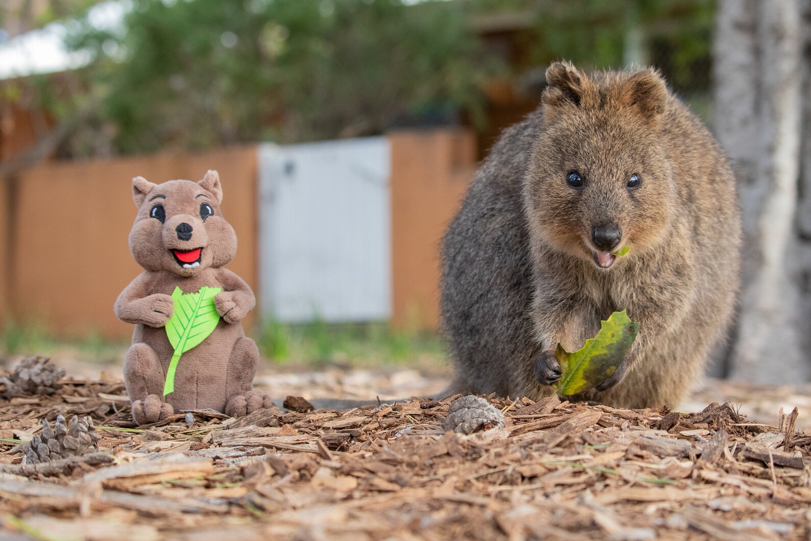 Stuffed Quokka Animal Quokka Plush Toy Light Weight Etsy UK