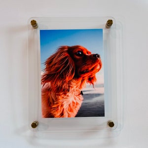 May include: A framed photograph of a red dog with a white chest, looking up at the camera. The dog is in focus, while the background is blurred. The frame is clear acrylic with gold-colored screws.