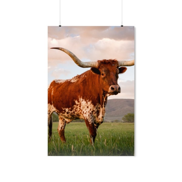 Longhorn photography Poster, Longhorn at sunset photography wall decor Premium poster, Cute housewarming gift longhorn photo art print