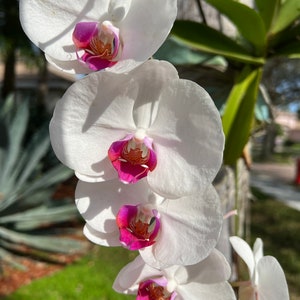 White Orchids With Pink Art Print, Hanging Moth Orchids with Pink Centers, Gift for Orchid Lovers.